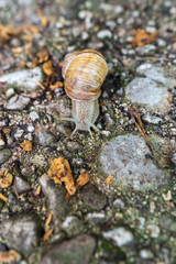 Schnecke mit Schneckenhaus quert Wanderweg