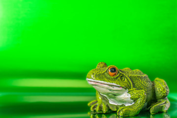 Frog on a green reflective background.