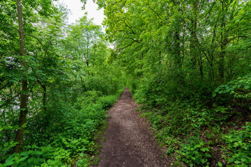 Fototapeta na wymiar schmaler Treppelweg durch den Wald entlang der Traun in Wels der als Lauf und Wanderweg genutzt wird