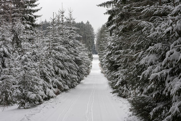 Winter landscape, ski track  in forest