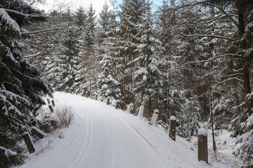 Winter landscape, ski track  in forest