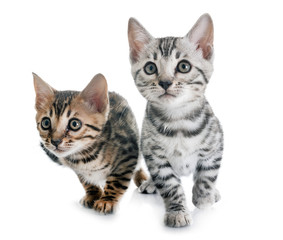 bengal kitten in studio