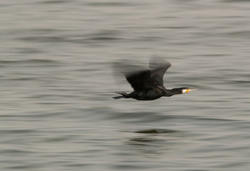The Great Cormorant flying, a panning effect with slow shutter speed