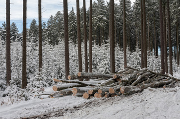 Pile of wood in the winter forest