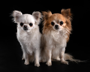chihuahuas in studio