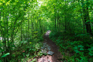 schmaler Treppelweg durch den Wald entlang der Traun in Wels der als Lauf und Wanderweg genutzt wird