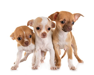 chihuahuas in studio