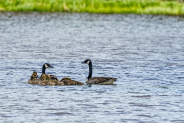 A Canada goose (Branta canadensis)  family swimming in a pond