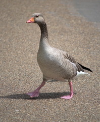 A goose walking in the park