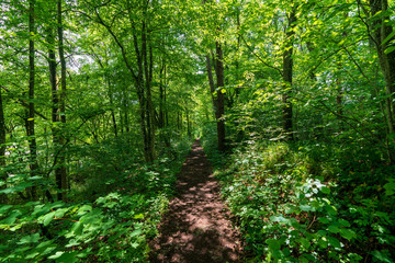 schmaler Treppelweg durch den Wald entlang der Traun in Wels der als Lauf und Wanderweg genutzt wird