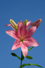 Beautitful pink flower, macrophotography of Lily Asiat Renoir.
