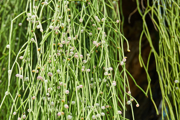 Obraz premium Rhipsalis baccifera (mistletoe cactus) on a large tree in the tropical rain forest of Guyana, South America