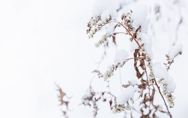 Dry coastal flowers in snow
