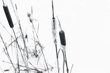 Dry Typha plants with snow