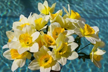 Fototapeta premium Yellow Daffodils with Blue Background