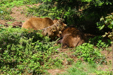 braunbär