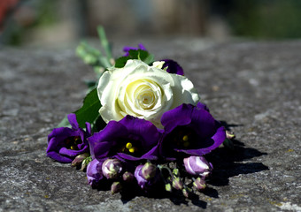 White rose and purple desert lilies or also called prairie bell on stone.