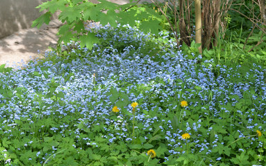 Glade with forget-me-not flowers.