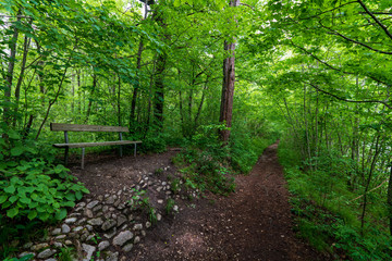 Treppelweg im Wald mit Rastbank