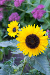 Obraz premium Close-up of two yellow sunflowers in bloom, on blurred background .