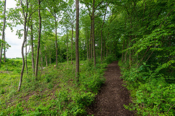schmaler Treppelweg durch den Wald entlang der Traun in Wels der als Lauf und Wanderweg genutzt wird