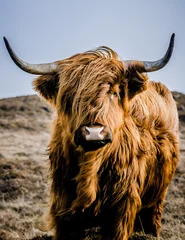 Poster de jardin Highlander écossais vache des montagnes