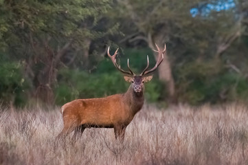 Red Deer in calden forest environment, Pampas, Argentina