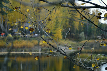 yellow leaves on a tree branch