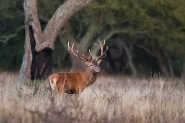Naklejka na ściany i meble Red Deer in calden forest environment, Pampas, Argentina