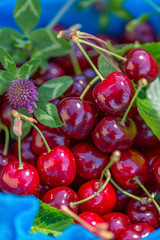 Fresh ripe red sweet cherries and clover on a blue napkin. Cherry fruits in a garden in summertime. Shallow depth of field. 