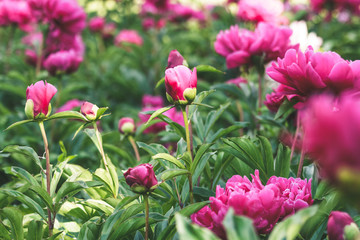 Saturated pink peonies in spring garden. Beautiful magenta peony buds and flowers with lush green foliage.