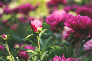Beautiful pink peony flower close-up. Lush saturated magenta peonies with blurred green background in spring ornamental garden.