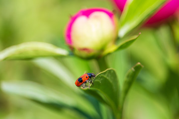 Red beetle with black spots on green peony leaf close-up. Ant bag beetle sitting on flower in the ornamental garden with blurred pink and green background.