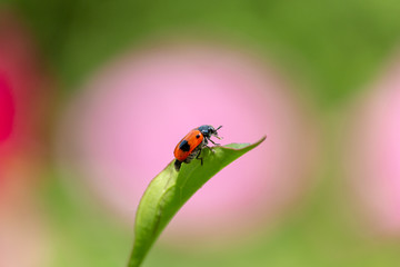 Naklejka premium Ant bag beetle on green leaf with blurred pink peony in background. Short-horned leaf beetle has red-orange elytra with black spots. Beautiful insect close-up on sunny summer day.
