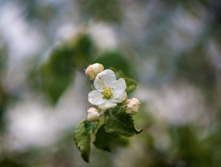 White flower on a branch of spring blooming Apple tree