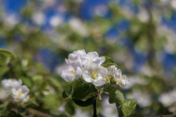  47 / 10000 АНГЛИЙСКИЙ Перевести вGoogleBing White flowers on a branch of spring flowering Apple tree