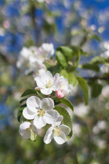 Fototapeta na wymiar 47 / 10000 АНГЛИЙСКИЙ Перевести вGoogleBing White flowers on a branch of spring flowering Apple tree