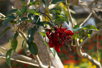 Exotic Wood Flowers