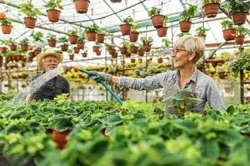 Happy mature florist watering plants with garden hose in a greenhouse.