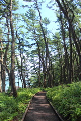 Obraz premium 淀の松原