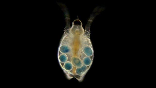 Daphnia under the microscope, water flea, species Scapholeberis mucronata, is a zooplankton crustacean, some species have a horn on their heads perhaps in adults it disappears, In the video, the