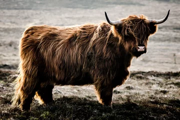 Zelfklevend Fotobehang Schotse hooglander hooglandkoe op een achtergrond