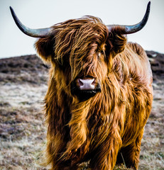 portret van een koe