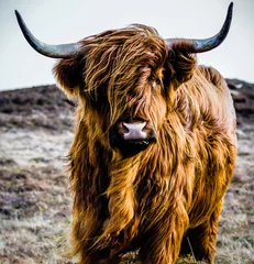 Türaufkleber Schottischer Hochländer Porträt einer Kuh