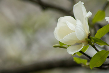 magnolia flower on green blurred background