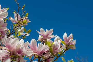 blooming magnolia against the blue sky
