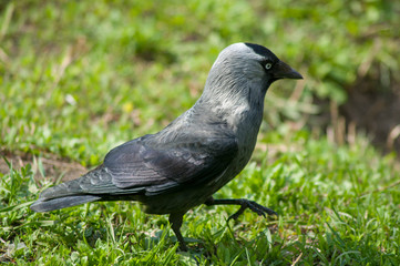 portrait of a daw on a background of green grass, a bird walks and eats a caterpillar