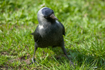 portrait of a daw on a background of green grass, a bird walks and eats a caterpillar
