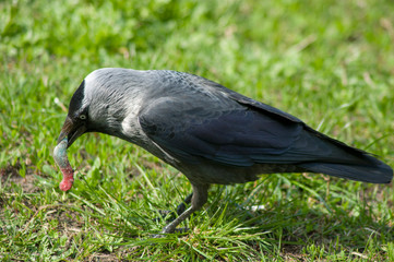 portrait of a daw on a background of green grass, a bird walks and eats a caterpillar