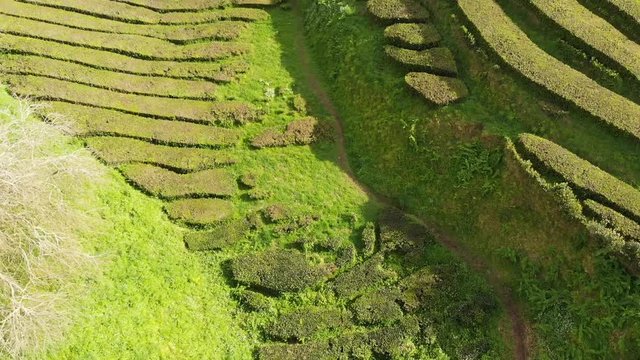 aerial drone Azores Portugal tea fields fly over